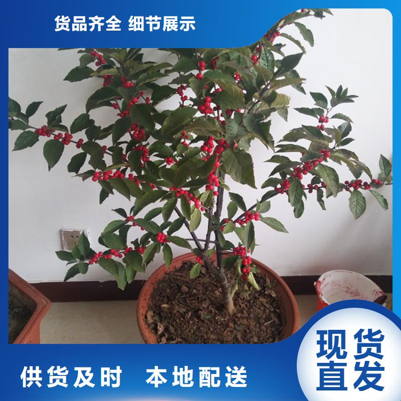 北美冬青苹果苗诚信为本