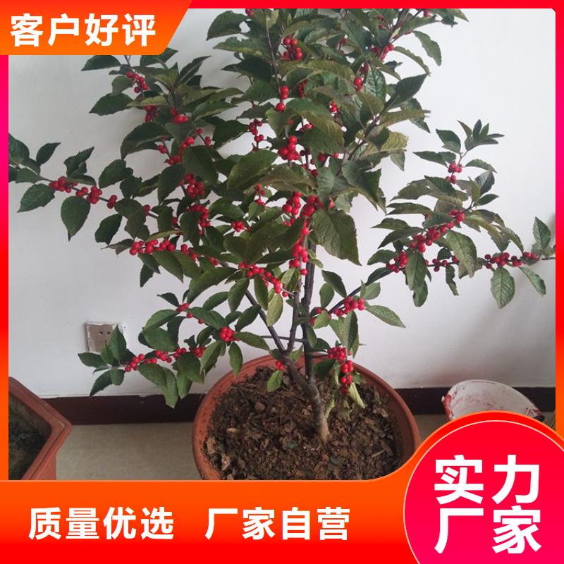 【北美冬青蓝莓苗厂家十分靠谱】