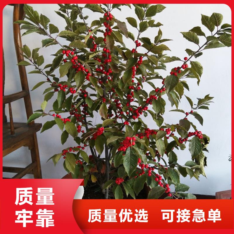【北美冬青】,苹果苗厂家经验丰富