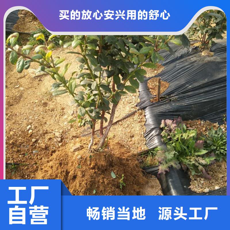 蓝莓苗草莓苗快速物流发货