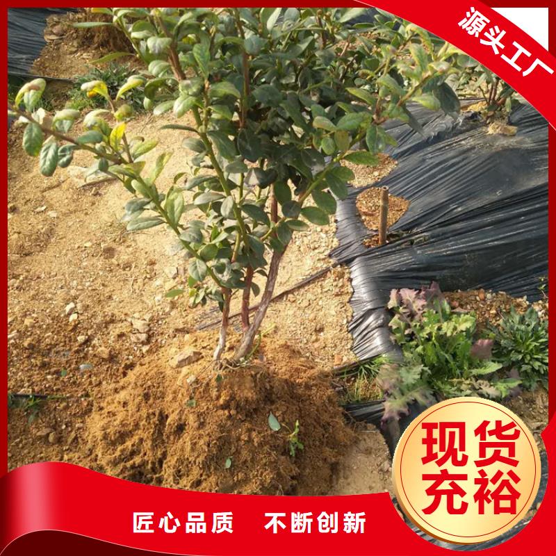 蓝莓苗草莓苗快速物流发货
