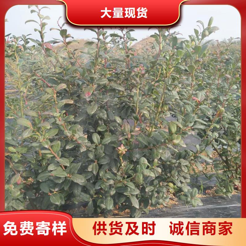 蓝莓苗樱桃苗国标检测放心购买