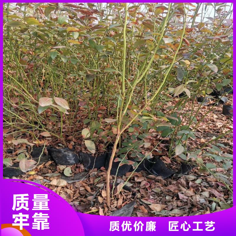 蓝莓苗根系发达