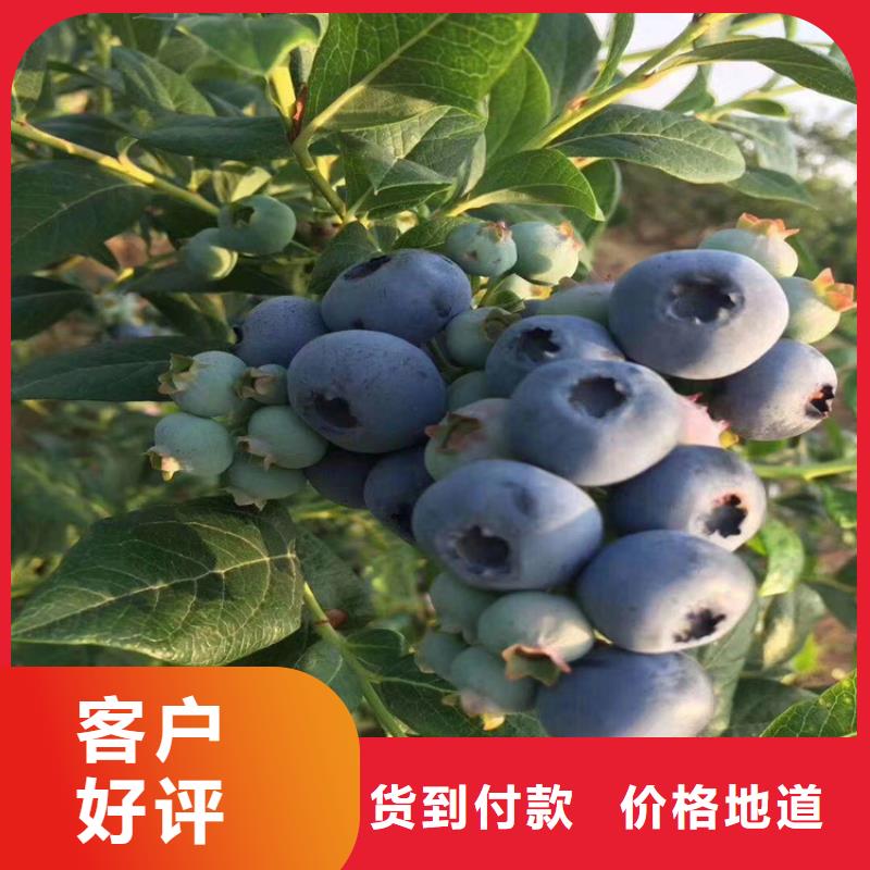 蓝莓苗_西瓜苗专业厂家