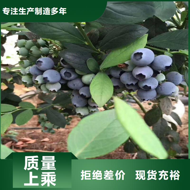 蓝莓苗樱桃苗国标检测放心购买