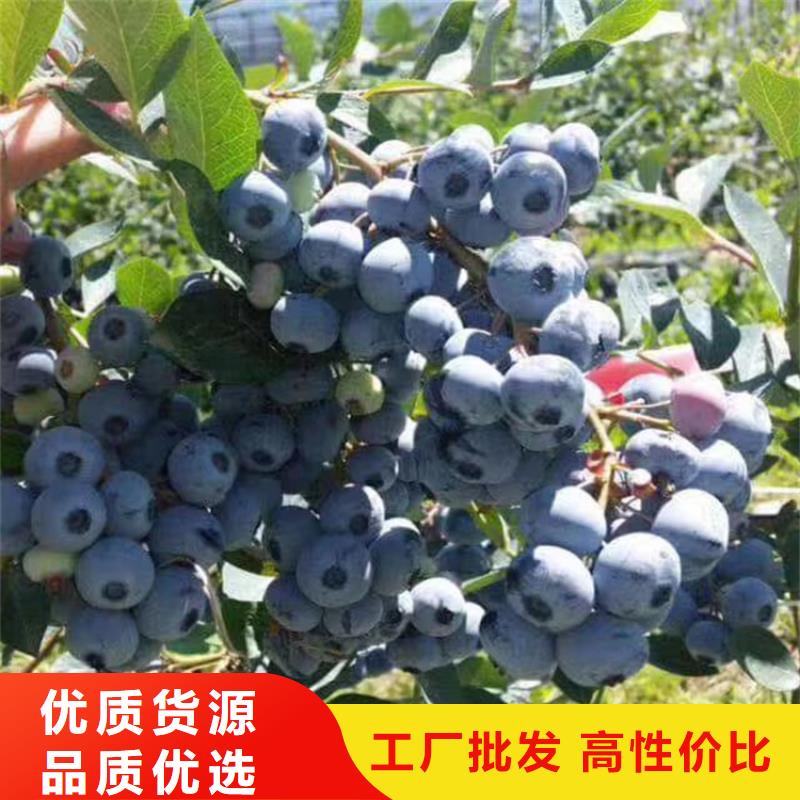 组培蓝莓苗基地直销