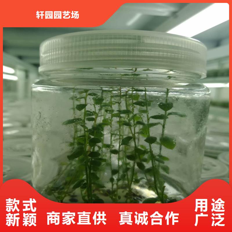 蓝莓苗樱桃苗支持定制批发