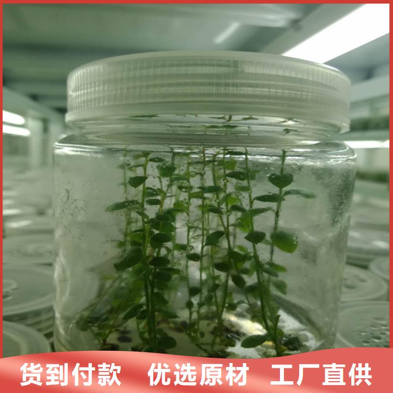 莱克西蓝莓苗质优价廉