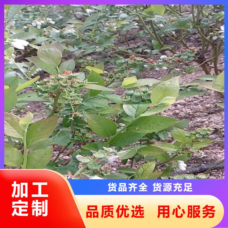 蓝莓苗桃树苗服务周到