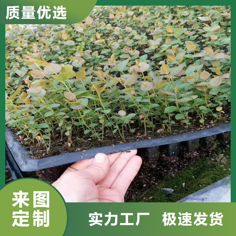 蓝莓苗石榴树畅销当地