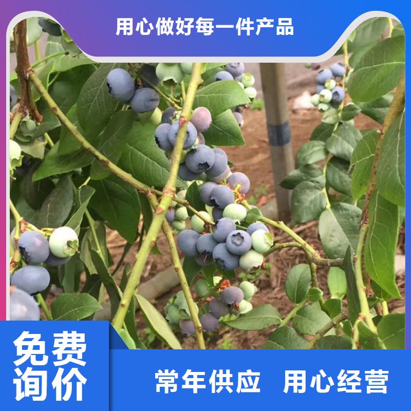 结果蓝莓树什么品种好
