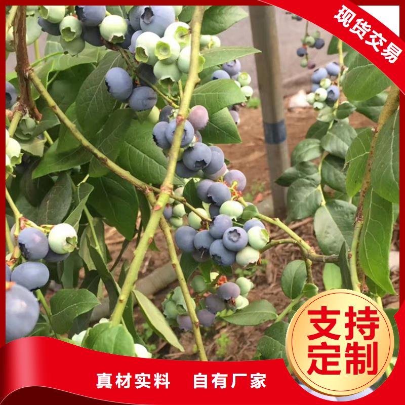 蓝莓苗_西瓜苗专业厂家