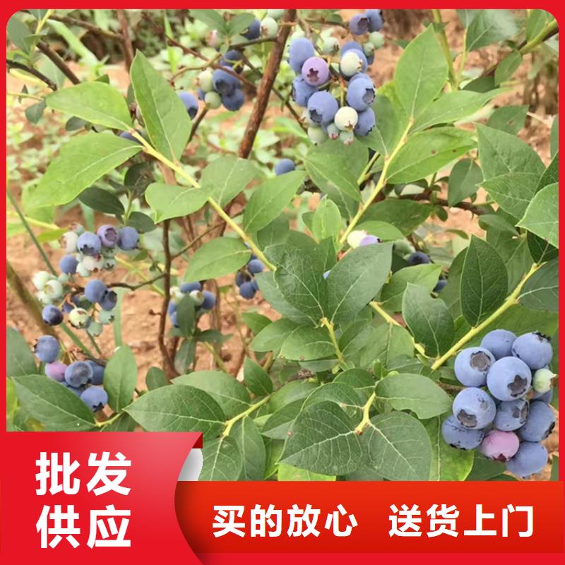 组培蓝莓苗基地直销
