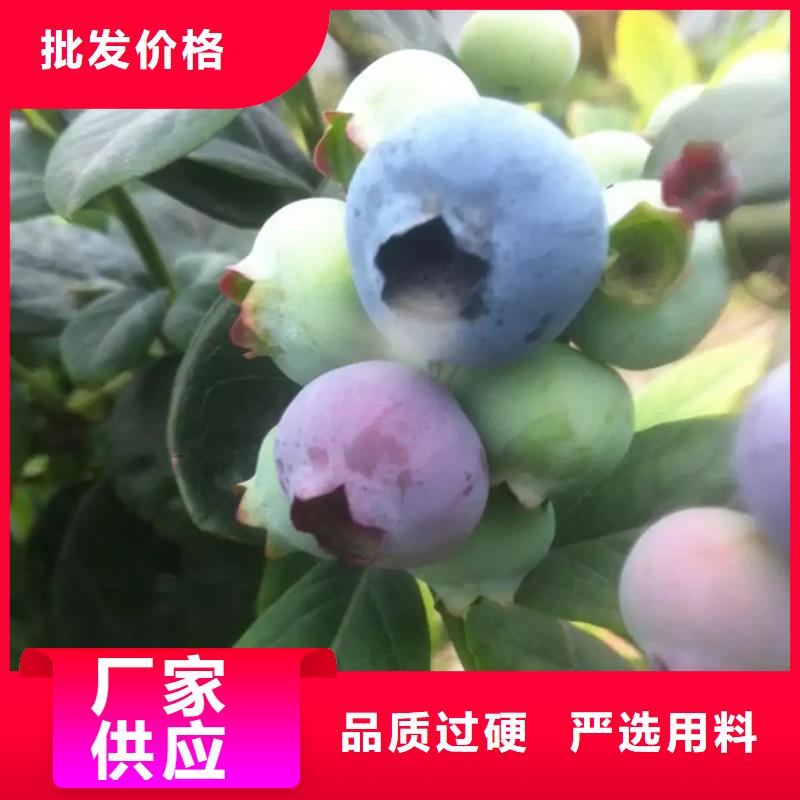 蓝莓苗-李树苗专注细节专注品质