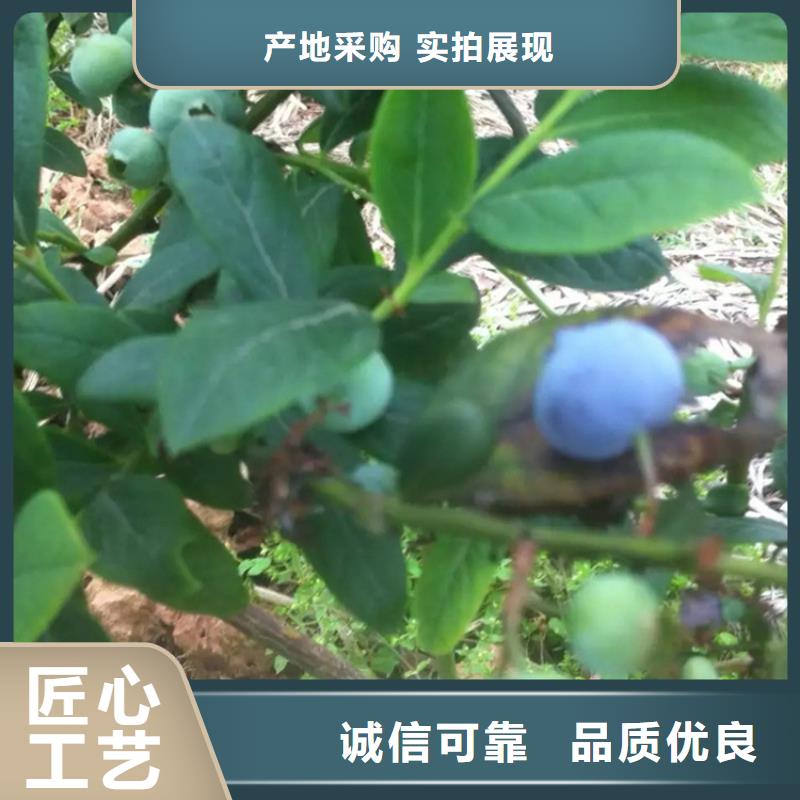 组培蓝莓苗批发价格