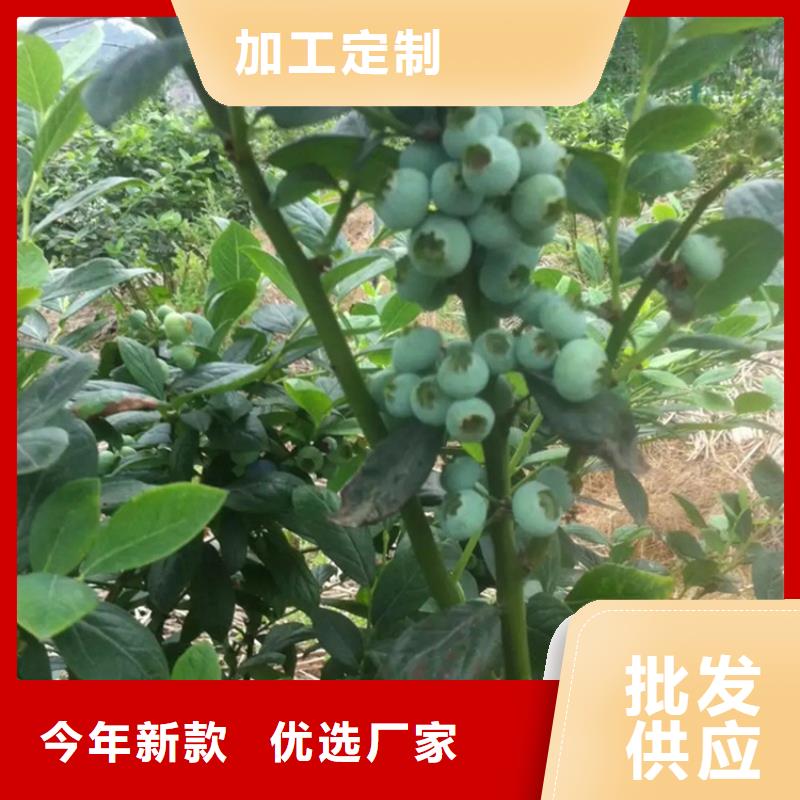 结果蓝莓树什么品种好