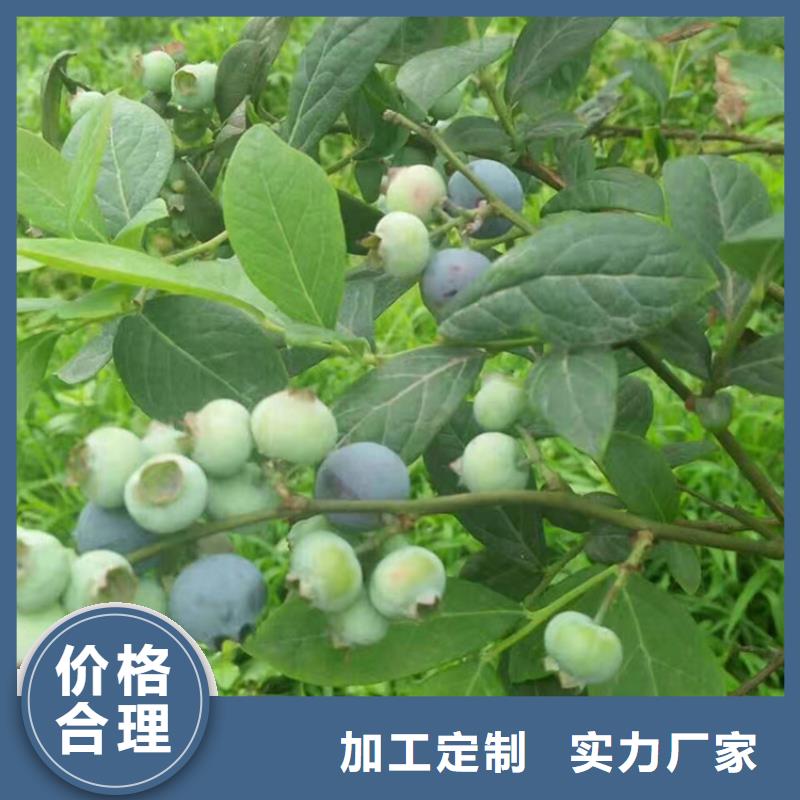 蓝莓苗根系发达