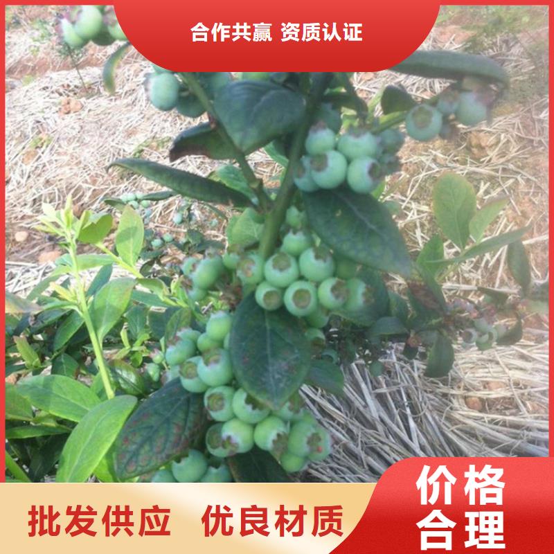 蓝莓苗-桃树苗专业生产品质保证