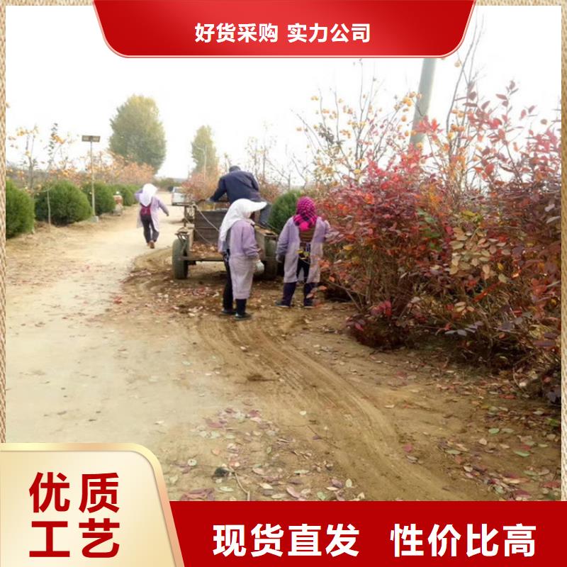 蓝莓苗现挖苗现发货