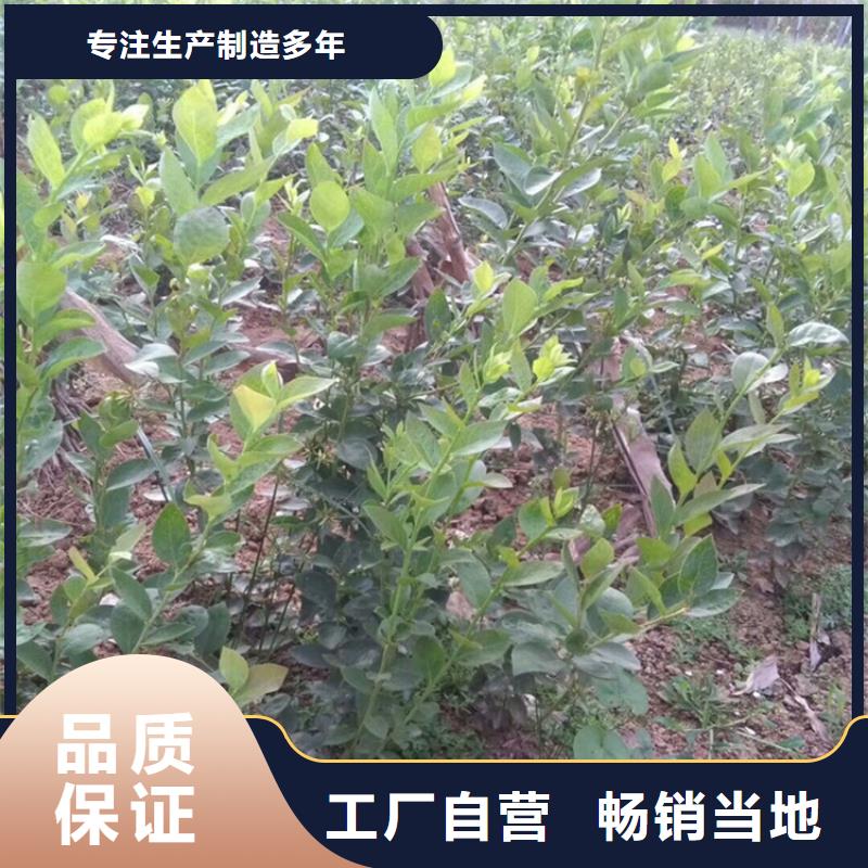 蓝莓苗根系发达