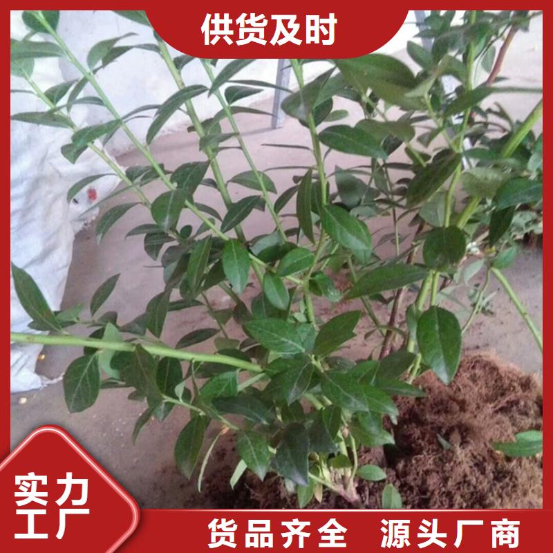 结果蓝莓树什么品种好