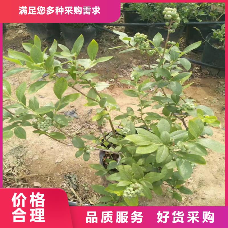 蓝莓苗樱桃苗支持定制批发