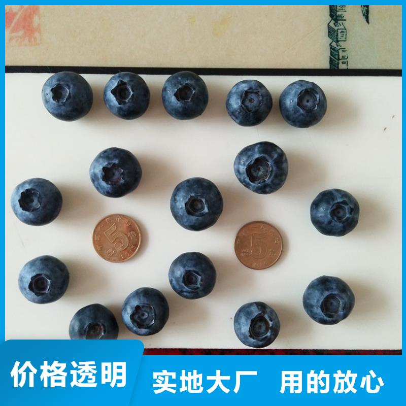 蓝莓苗多少钱一棵