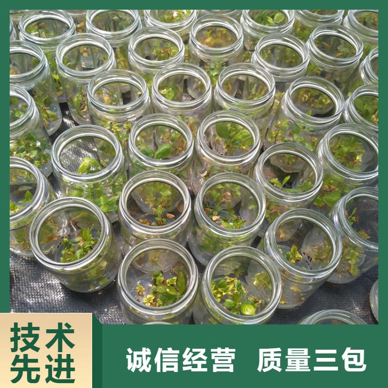 蓝莓苗樱桃苗国标检测放心购买