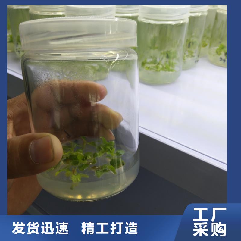 蓝莓苗现挖苗现发货