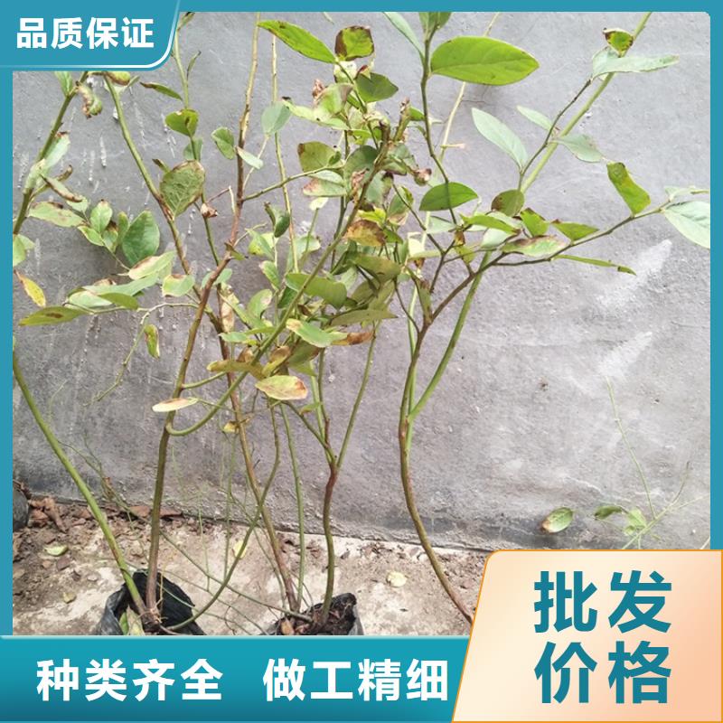 蓝莓苗-桃树苗专业生产品质保证