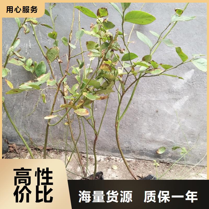 蓝莓苗现挖苗现发货