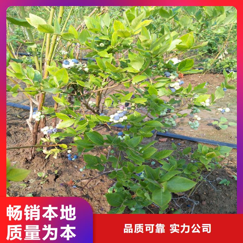 组培蓝莓苗基地直销