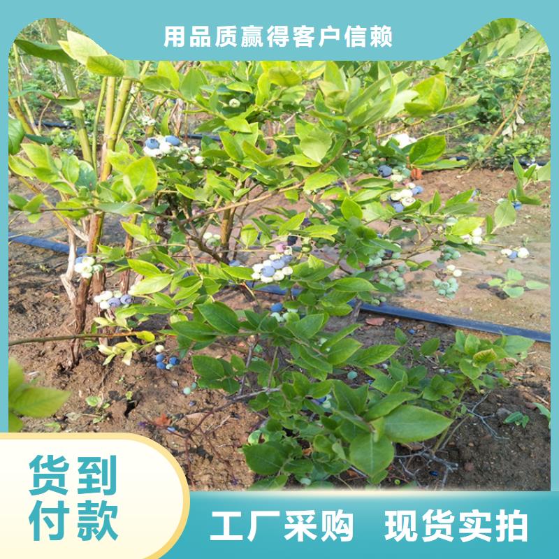 【蓝莓苗苹果苗老品牌厂家】