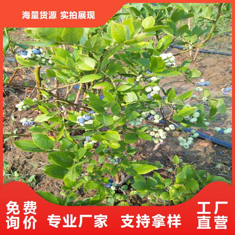 蓝莓苗樱桃苗支持定制批发