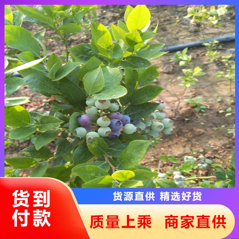 蓝莓苗根系发达