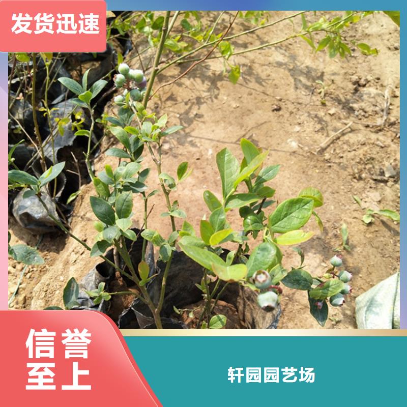 蓝莓苗多少钱一棵
