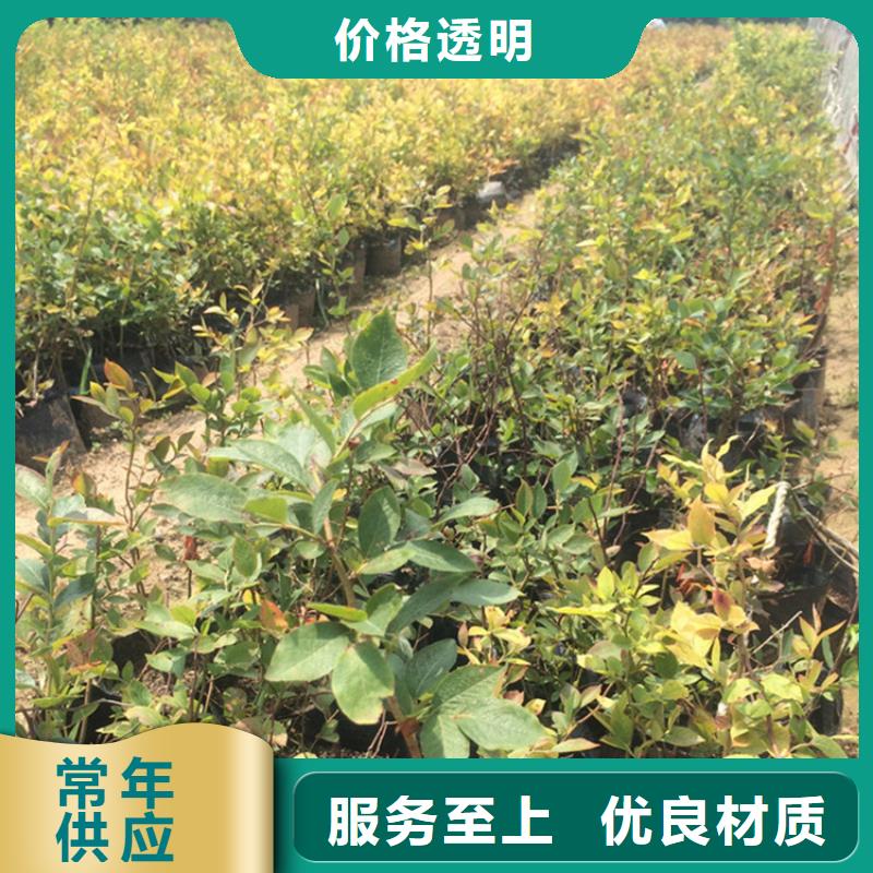 蓝莓苗现挖苗现发货