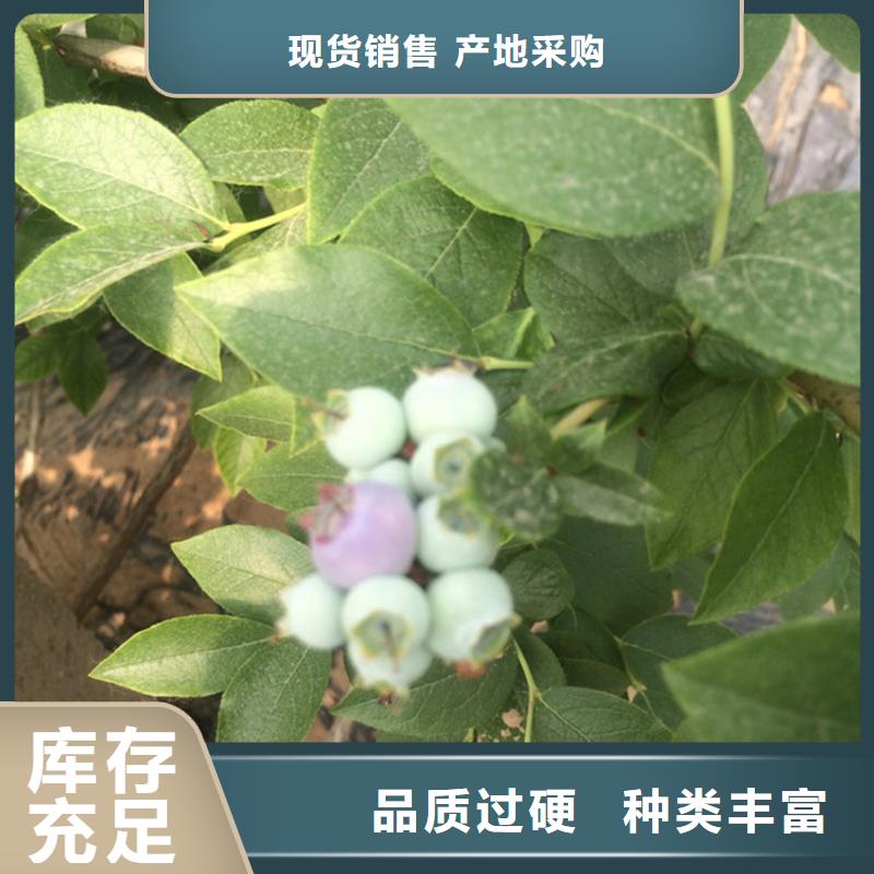 蓝莓苗樱桃苗安心购
