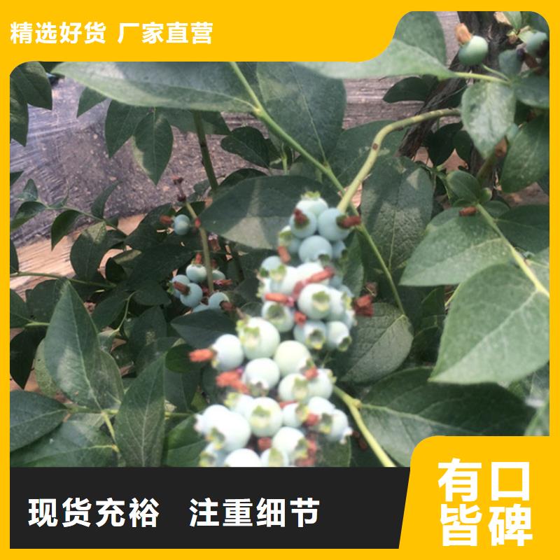 蓝莓苗_西瓜苗专业厂家