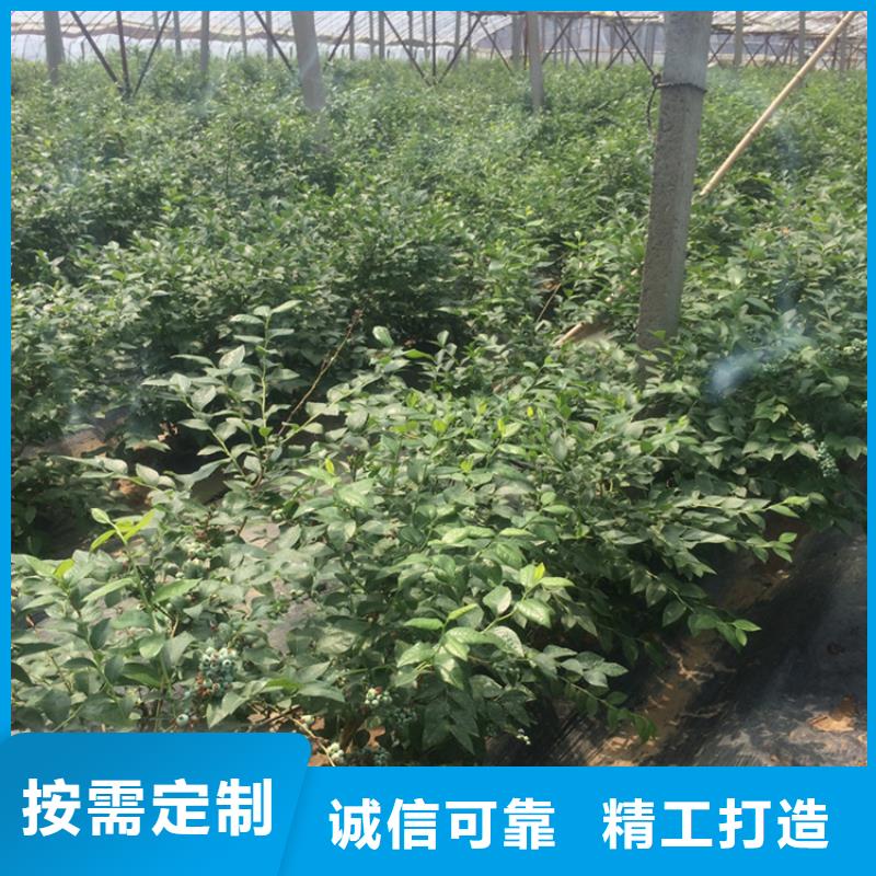 蓝莓苗草莓苗快速物流发货