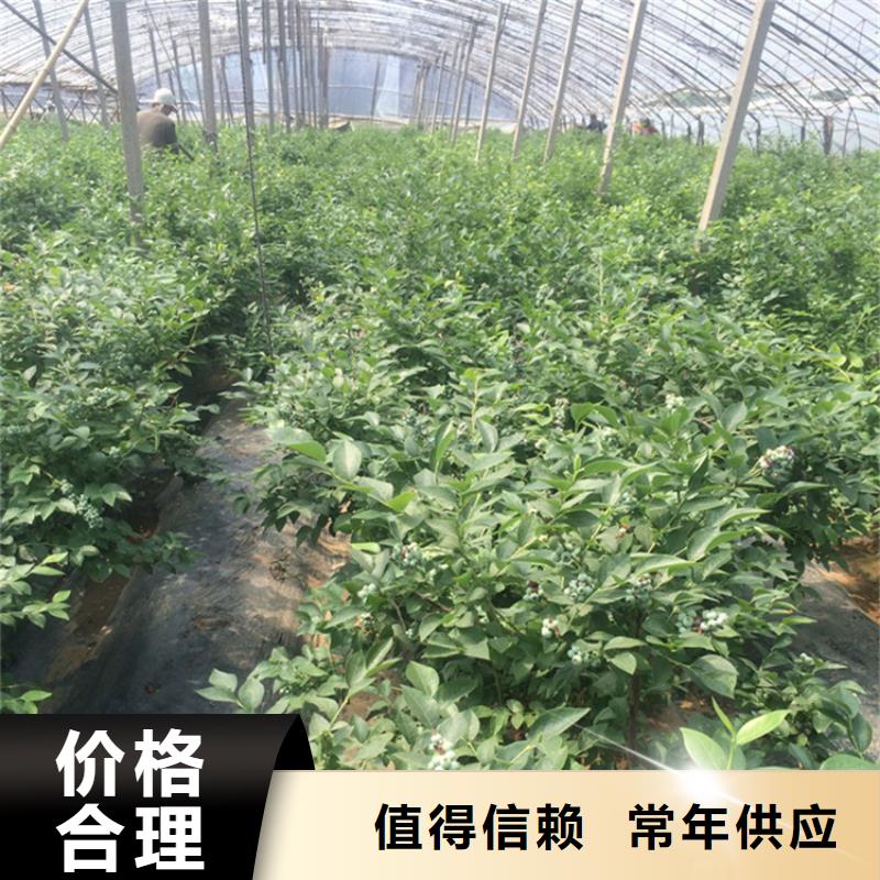 蓝莓苗草莓苗快速物流发货
