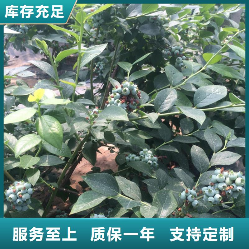 蓝莓苗根系发达