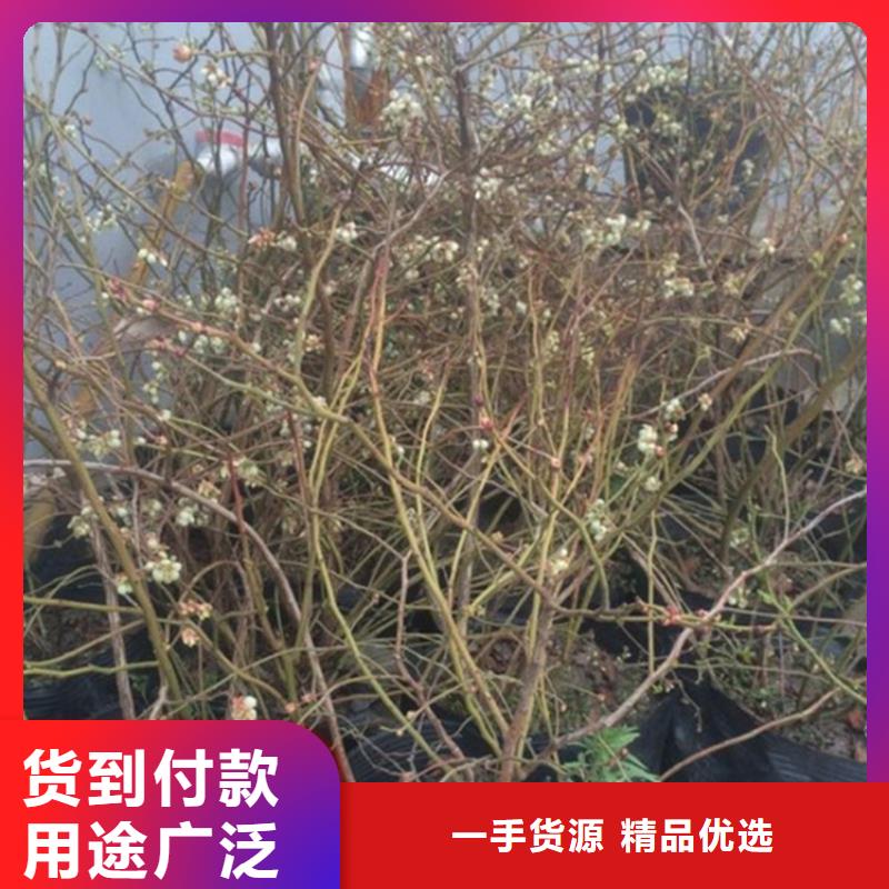 【蓝莓苗苹果苗老品牌厂家】