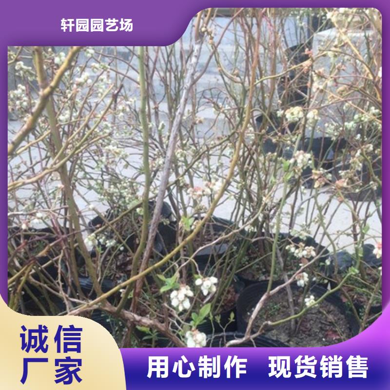 蓝莓苗根系发达