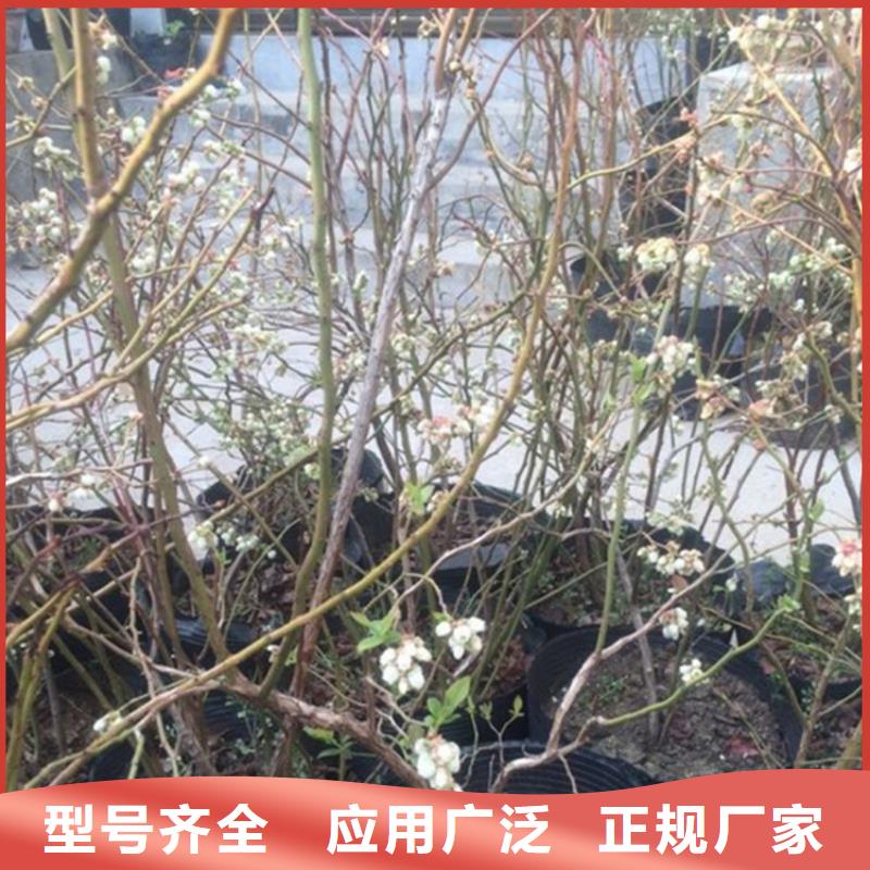 蓝莓苗草莓苗快速物流发货