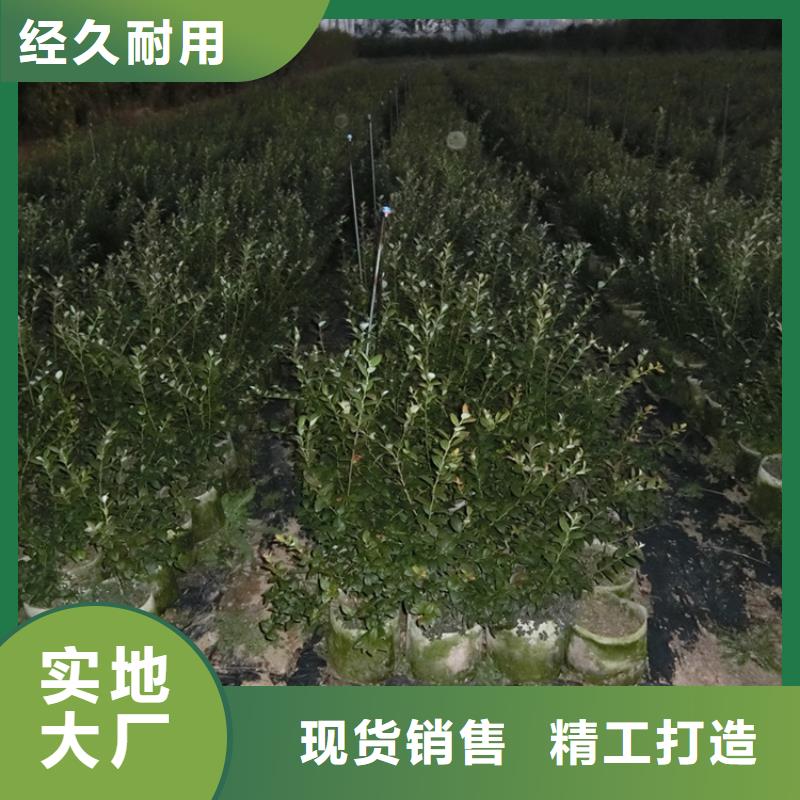 【蓝莓苗苹果苗老品牌厂家】