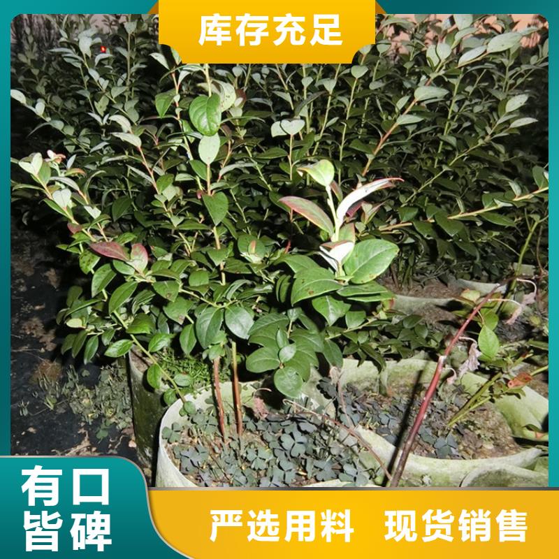 组培蓝莓苗批发价格