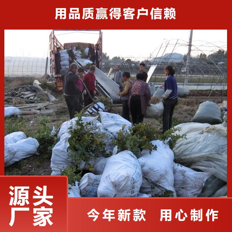 蓝莓苗樱桃苗安心购