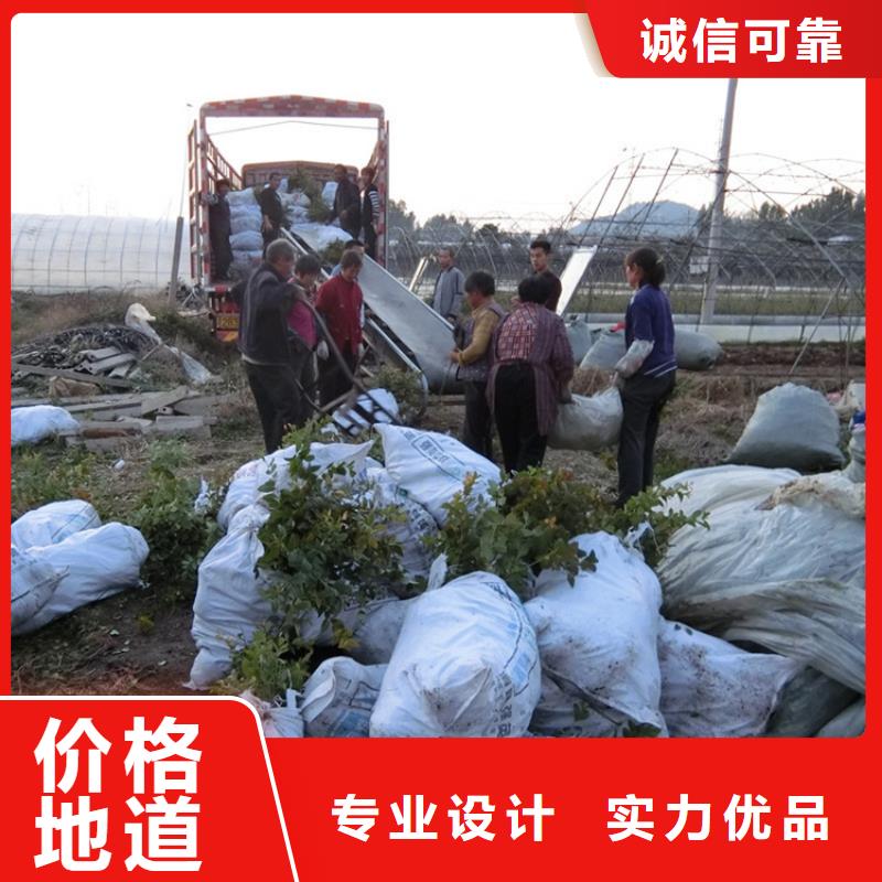 莱克西蓝莓苗质优价廉