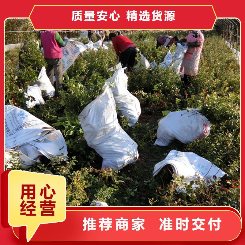 蓝莓苗草莓苗快速物流发货